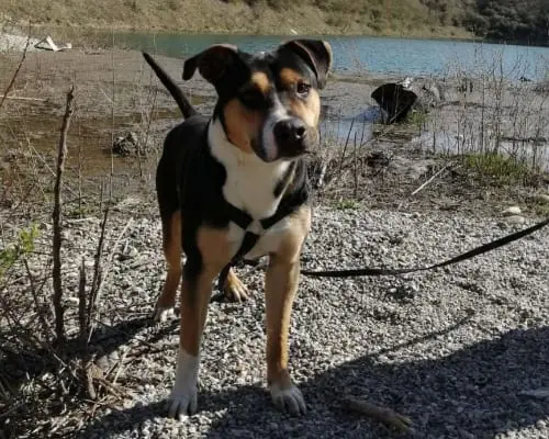 Adotta un cane, taglia grande, maschio, Monza