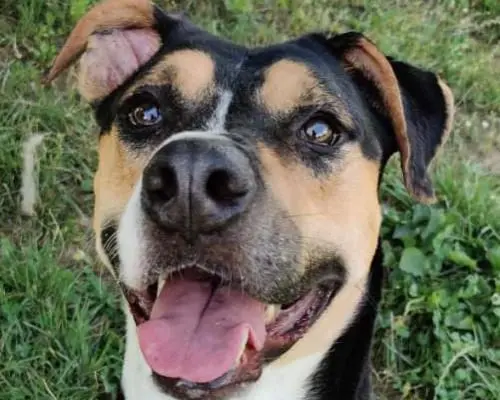 Adozione cane, maschio, American Staffordshire Terrier, 7 anni e 9 mesi, taglia grande, Monza