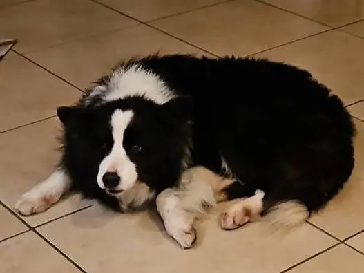 Adozione cane, femmina, Border Collie Razza sconosciuta, 10 anni e 6 mesi, taglia media, Milano