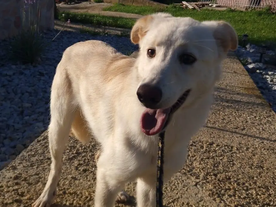 Adotta un cane, taglia media, femmina, Trieste