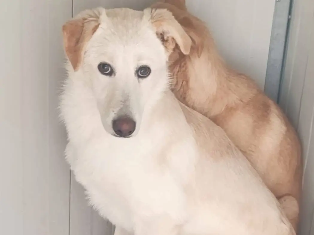 Adotta un cane, femmina, 1 anno e 4 mesi, Trieste