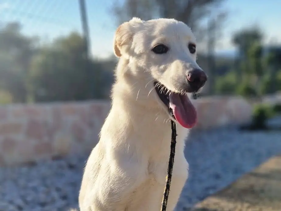Adozione cane, femmina, Razza sconosciuta Razza sconosciuta, 1 anno e 4 mesi, taglia media, Trieste