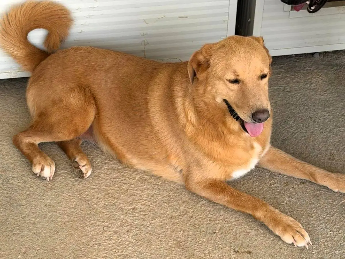Adotta un cane, femmina, 2 anni e 9 mesi, Sassari