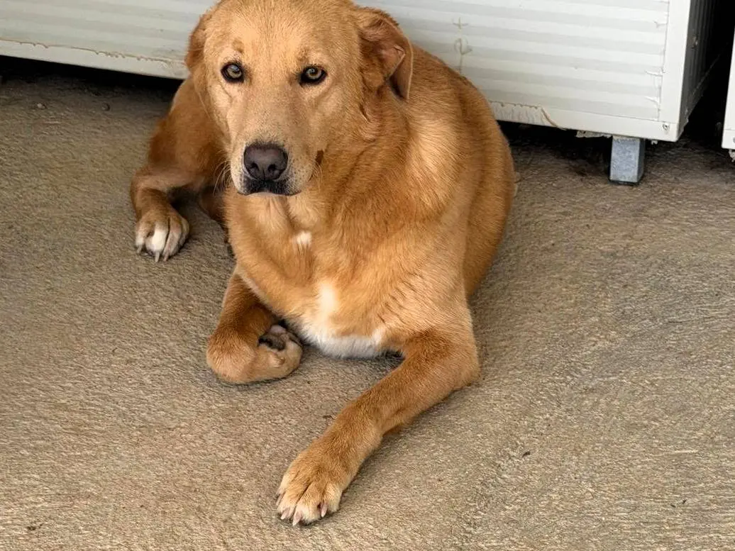 Adozione cane, femmina, Razza sconosciuta Razza sconosciuta, 2 anni e 9 mesi, taglia grande, Sassari