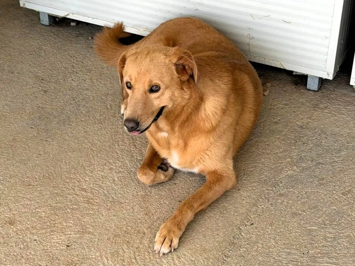 Adotta il cane Placida a Sassari