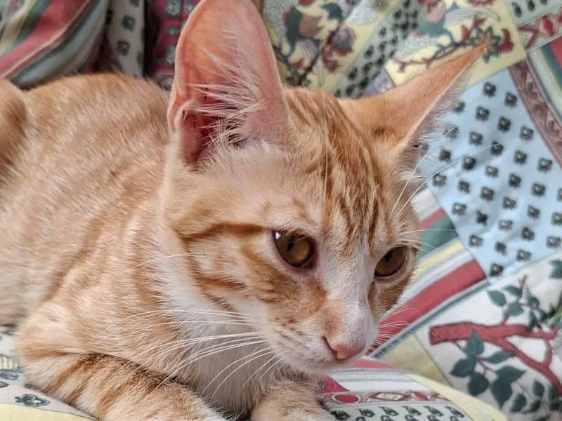Adozione gatto, femmina, Razza sconosciuta Razza sconosciuta, 7 mesi, taglia non valida, Catanzaro