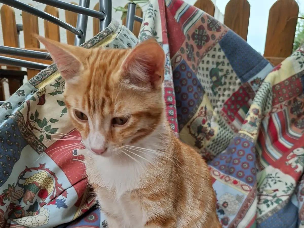 Adotta un gatto, femmina, 7 mesi, Catanzaro