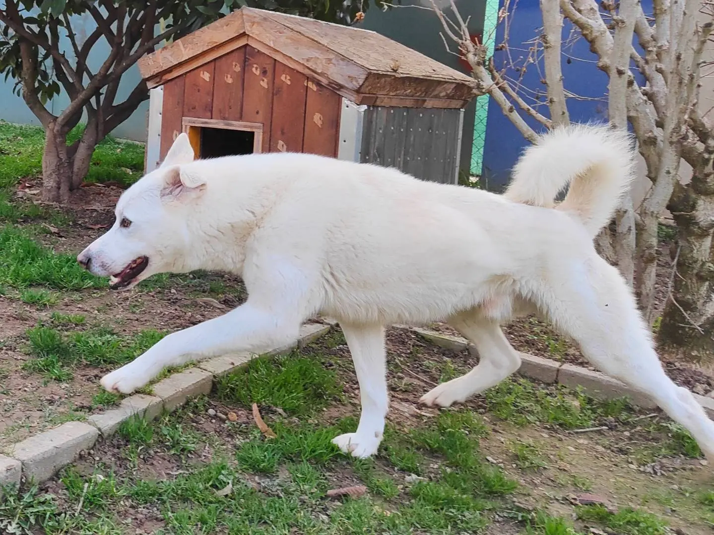 Adotta il cane Casper a Cuneo
