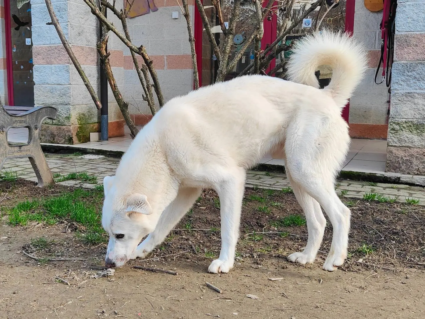 Vuoi adottare un cane a Cuneo?