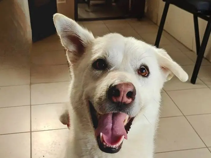 Adotta un cane, maschio, 2 anni e 2 mesi, Cuneo