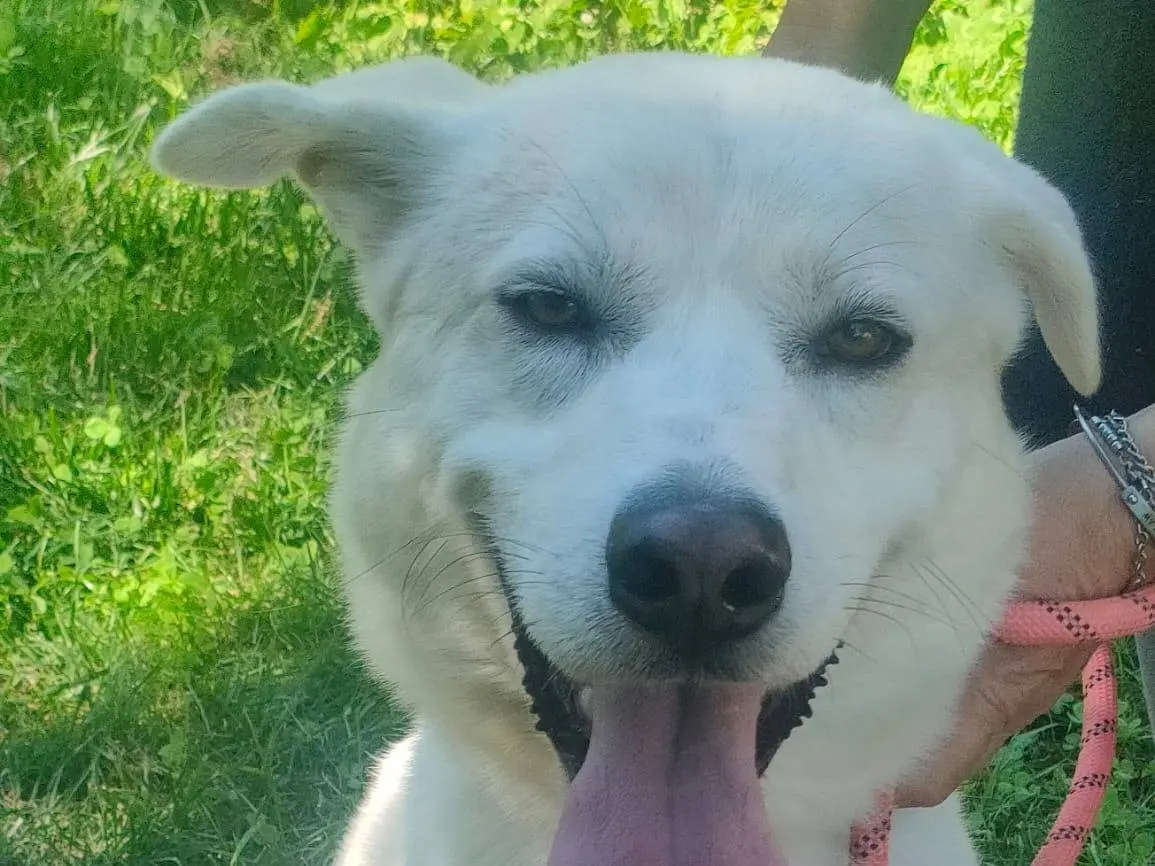 Adotta un cane, taglia media, maschio, Cuneo