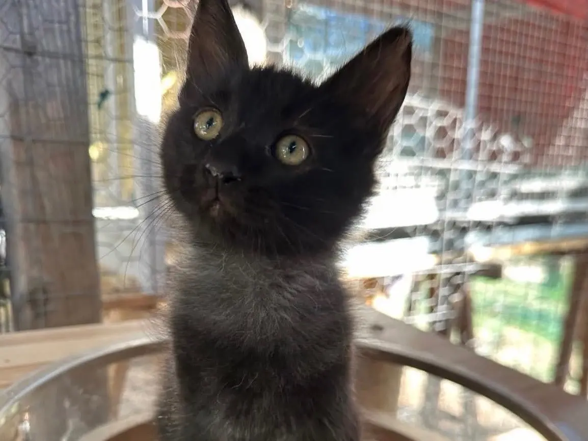 Adozione gatto, maschio, Razza sconosciuta Razza sconosciuta, 2 mesi, taglia non valida, Roma