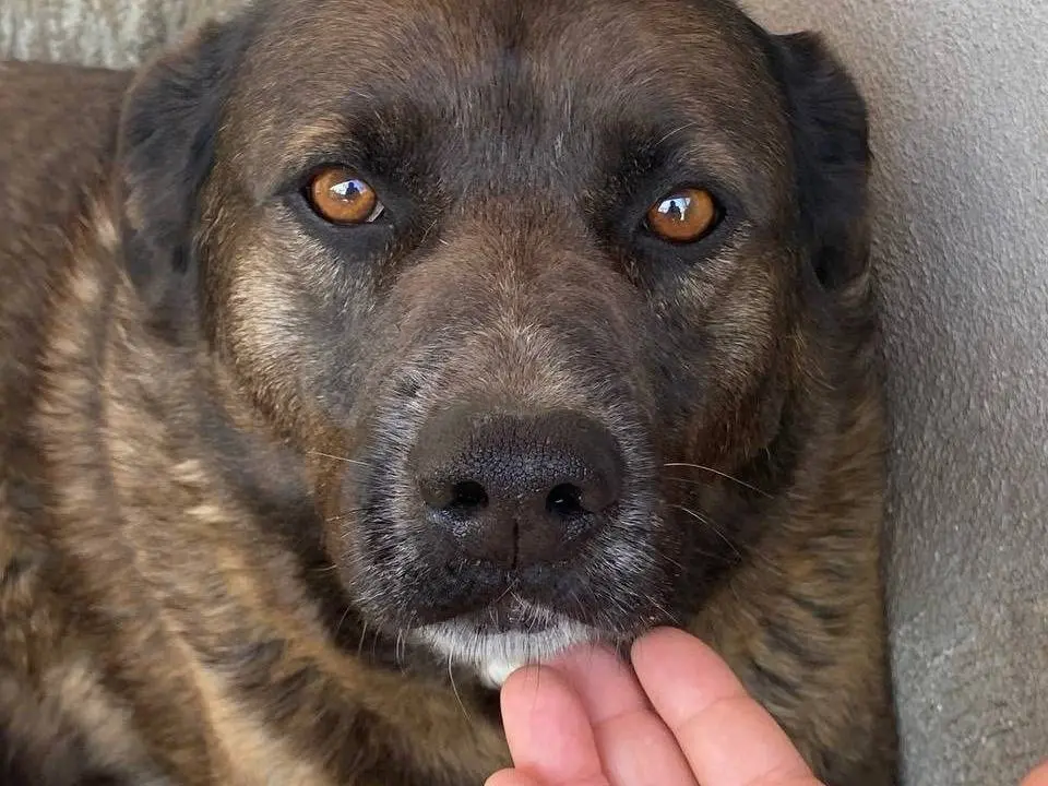 Adozione cane, femmina, Razza sconosciuta Razza sconosciuta, 9 anni e 4 mesi, taglia grande, Latina