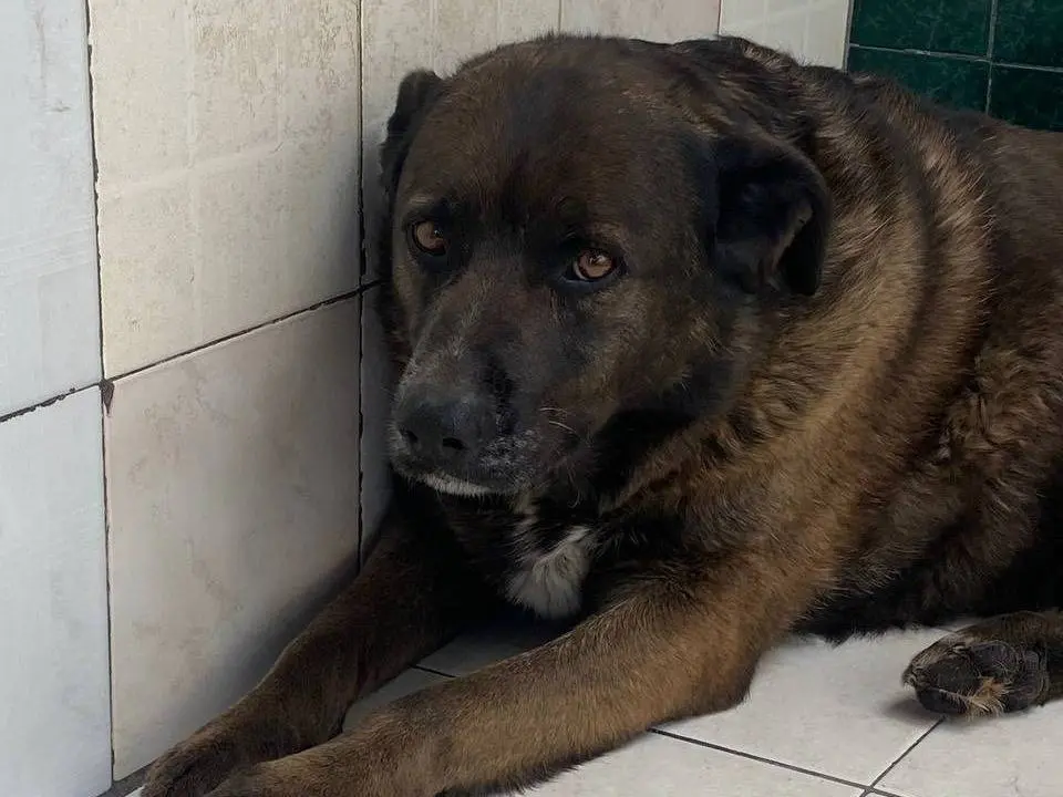 Vuoi adottare un cane a Latina?