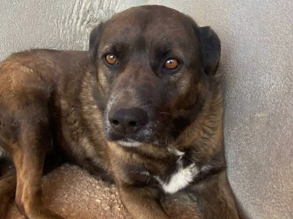 Adotta un cane, femmina, 9 anni e 4 mesi, Latina