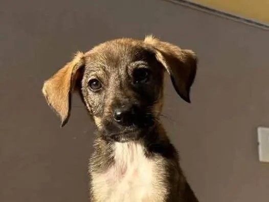 Adozione cane, maschio, Razza sconosciuta Razza sconosciuta, 1 mese, taglia media, Crotone
