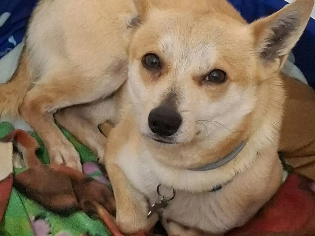 Adotta il cane Milo a Torino