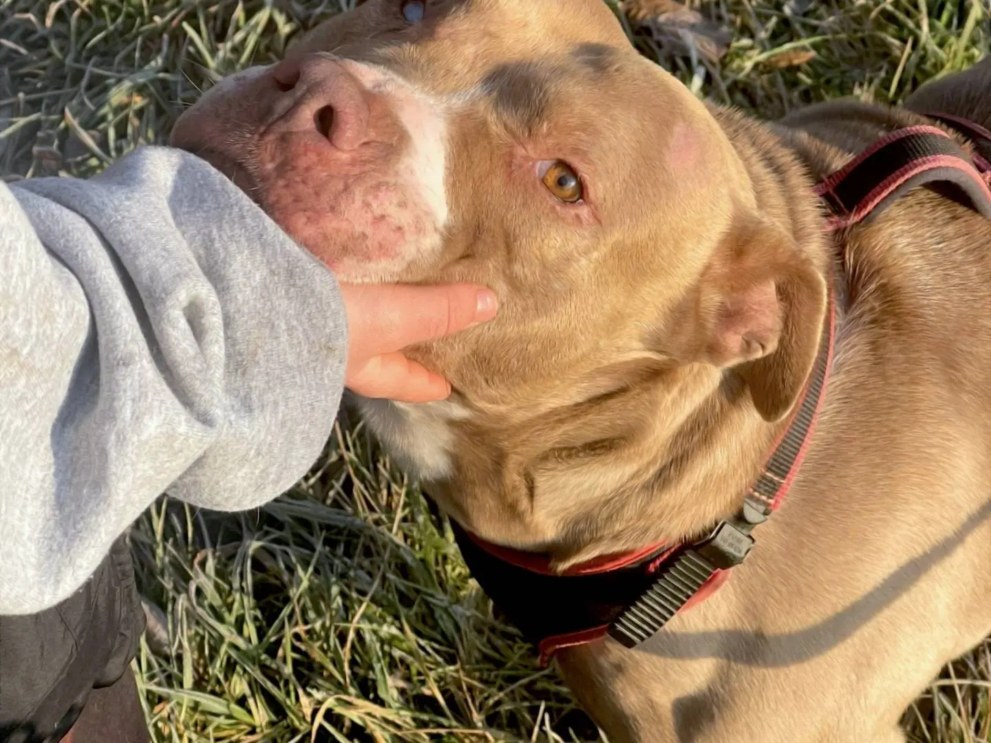 Adotta un cane, femmina, 9 anni, Milano