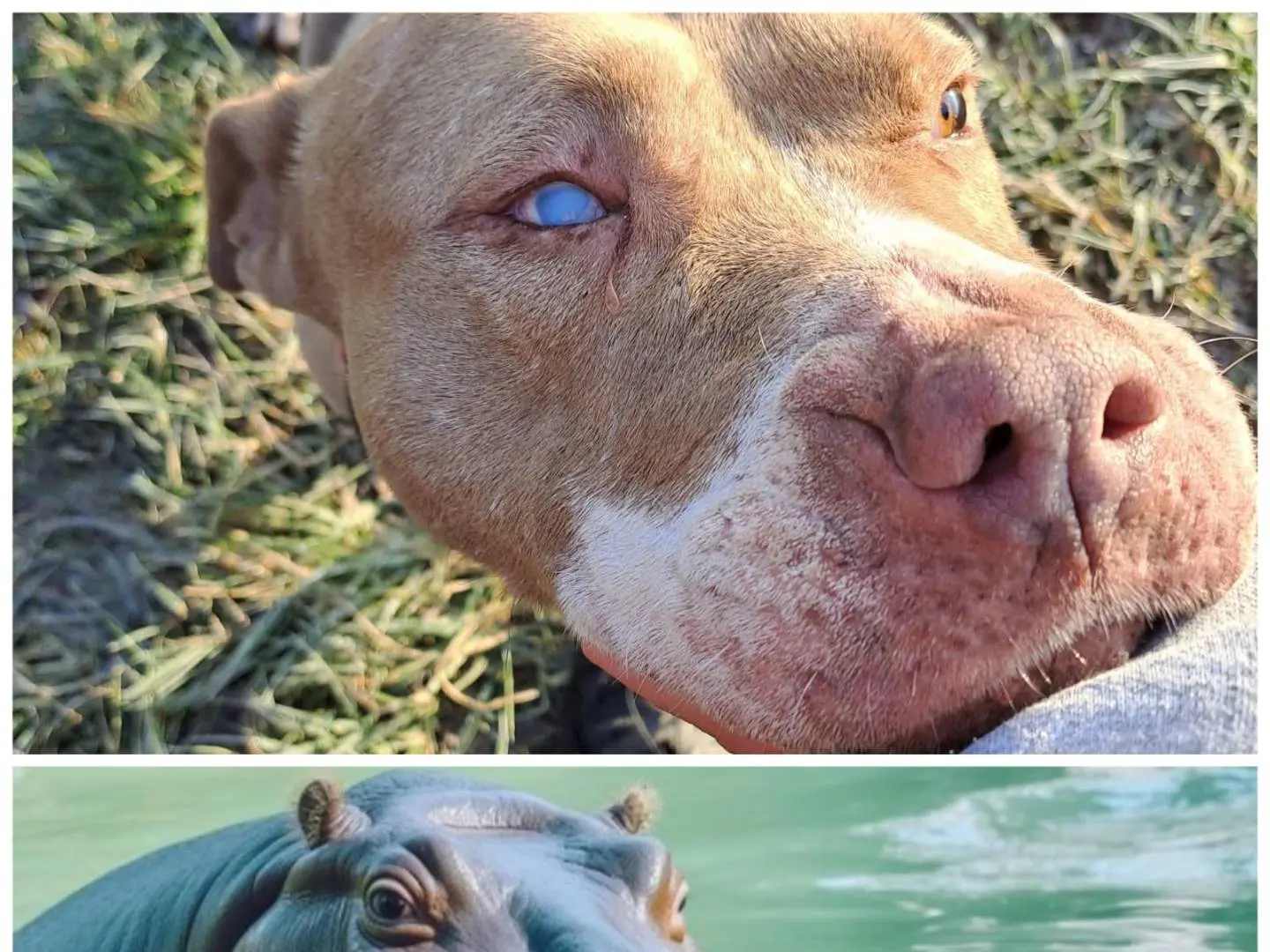 Vuoi adottare un cane a Milano?