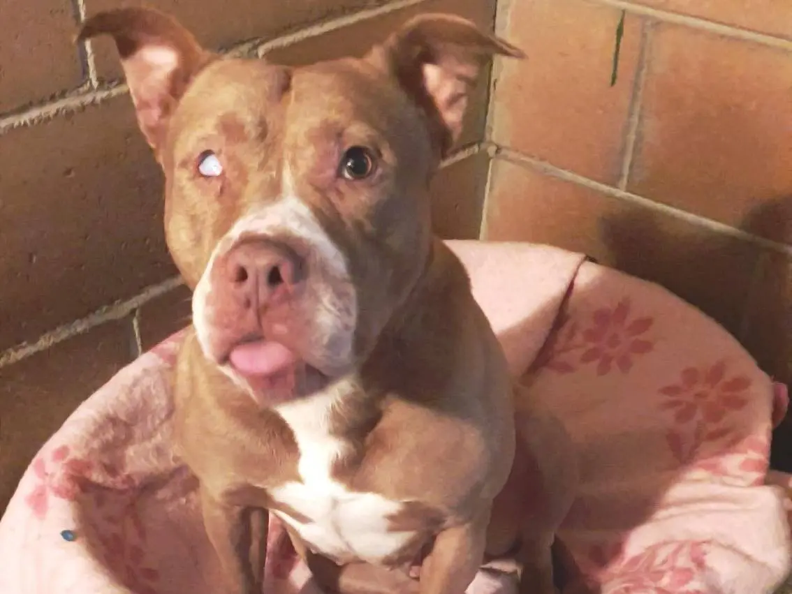Adozione cane, femmina, Pitbull, 9 anni, taglia media contenuta, Milano