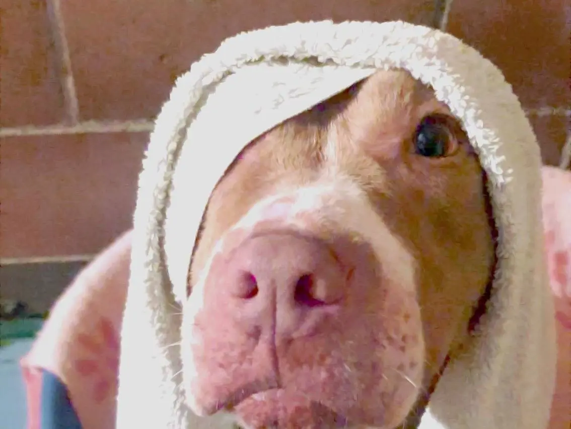 Adotta un cane, taglia media contenuta, femmina, Milano