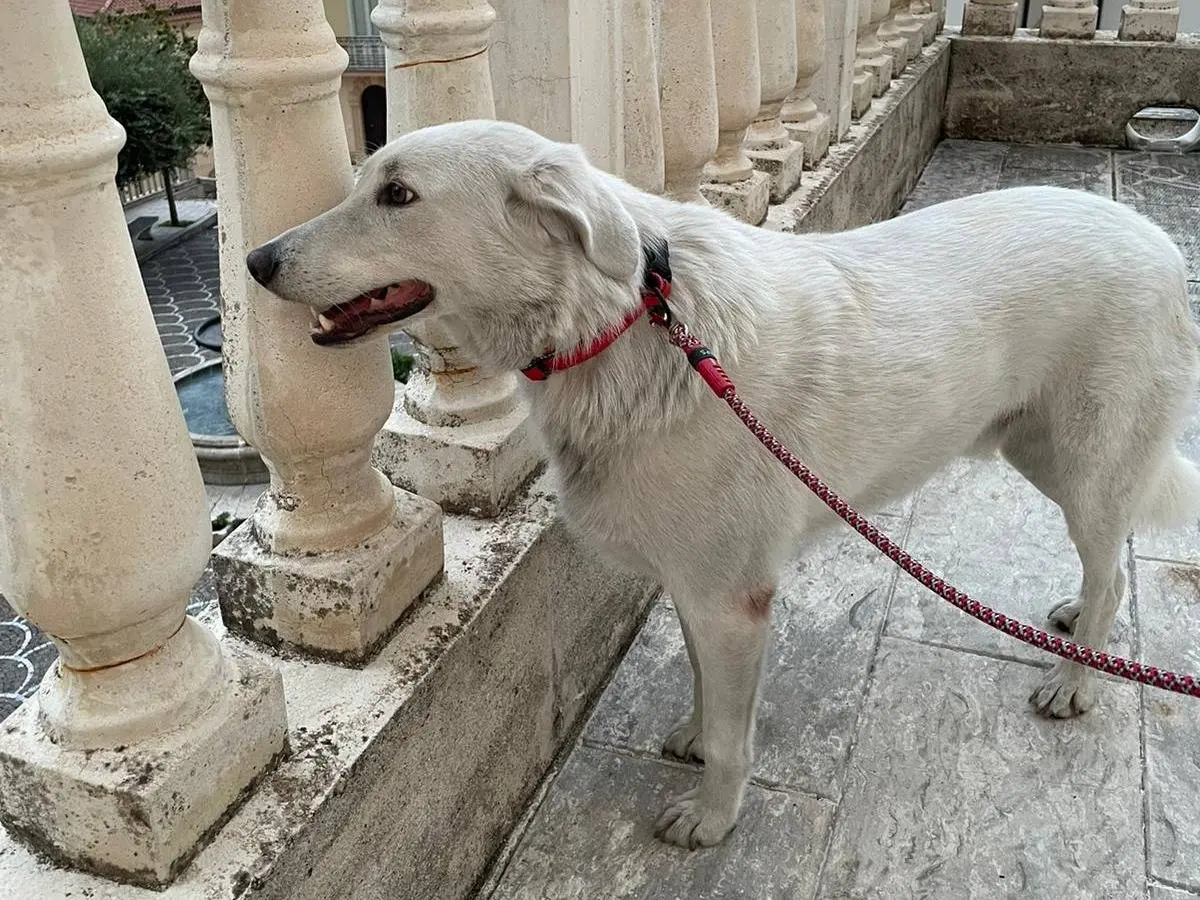 Vuoi adottare un cane a Frosinone?