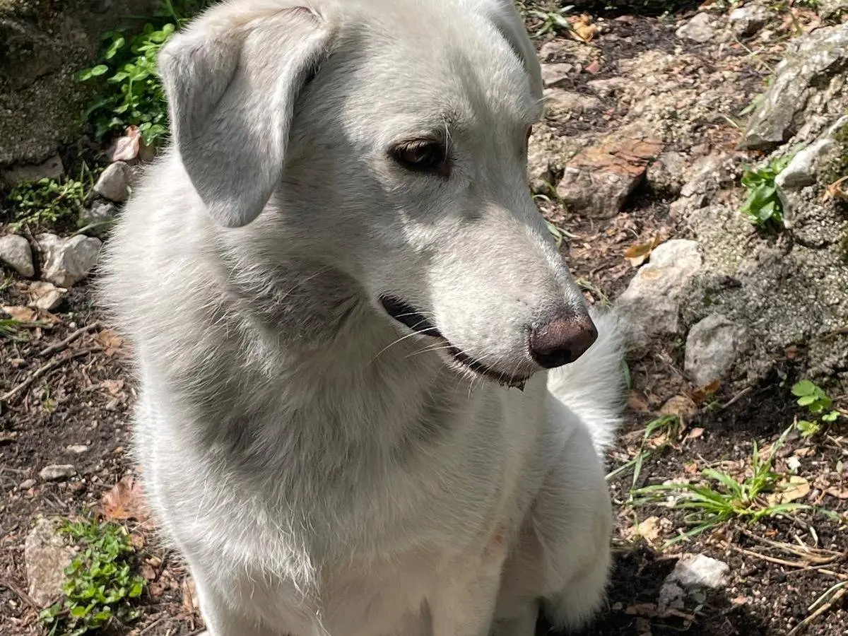 Adotta il cane CESARE a Frosinone