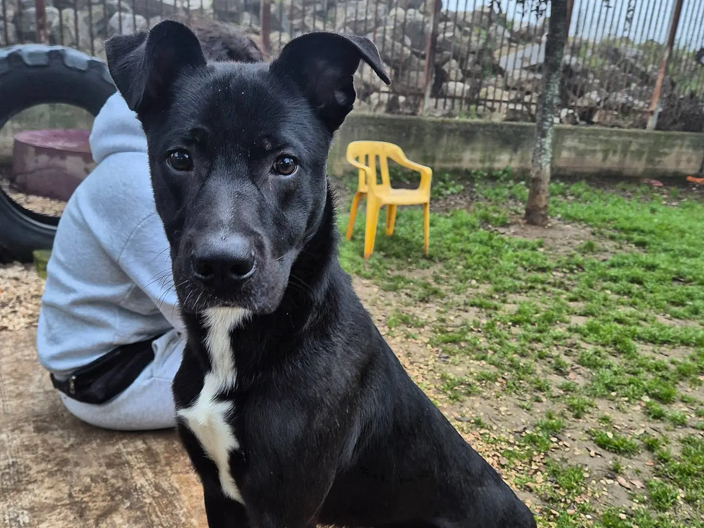 Adotta il cane Onyx a Barletta
