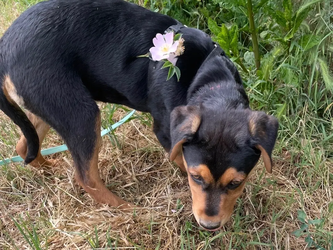 Vuoi adottare un cane a Milano?