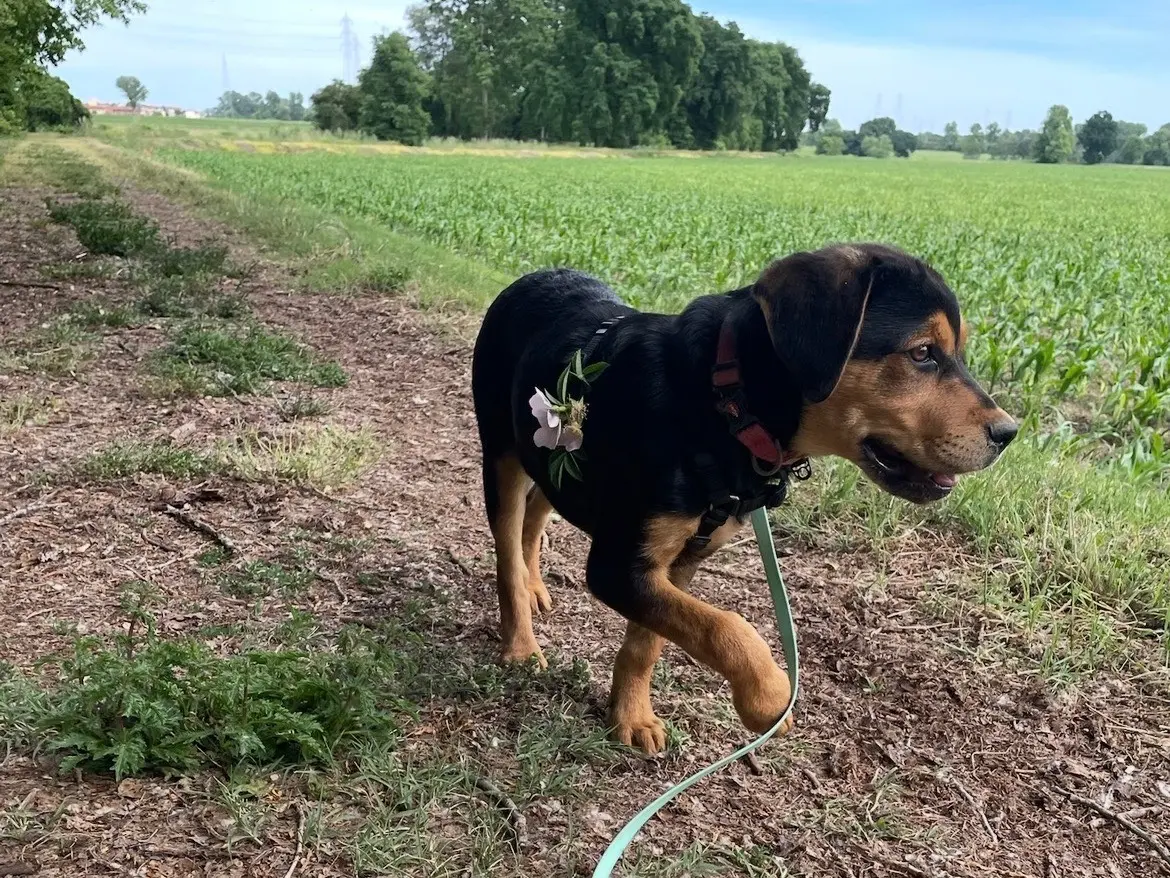Adotta un cane, femmina, 8 mesi, Milano