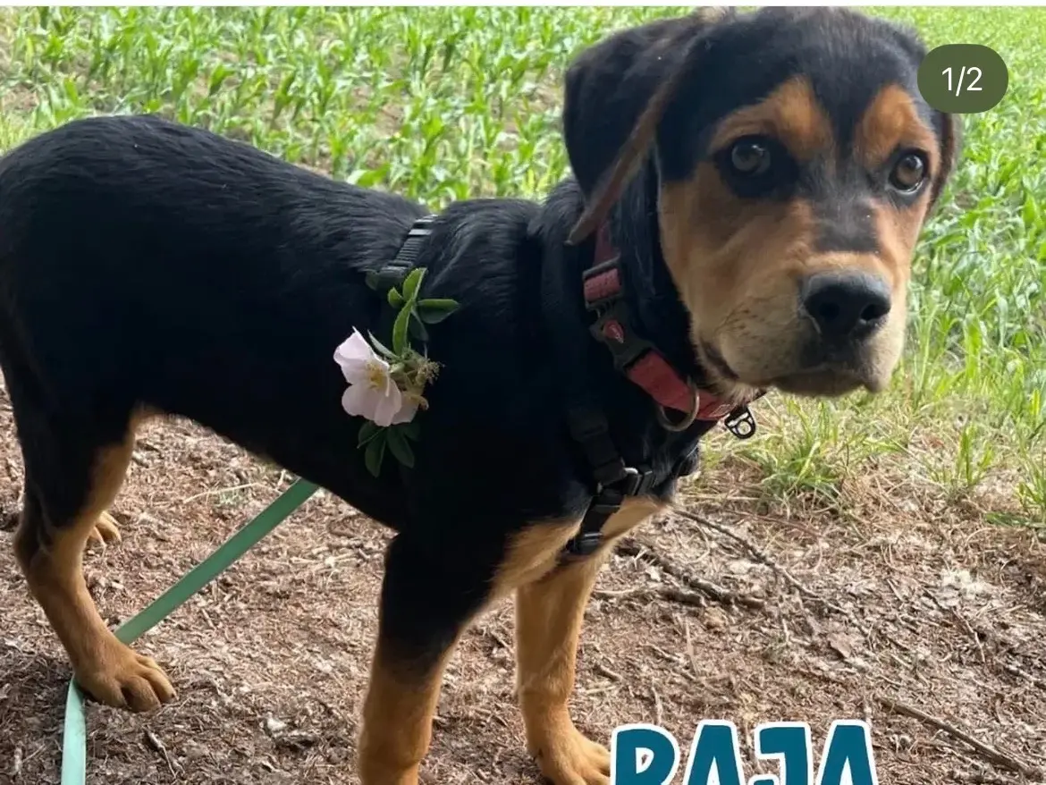 Adozione cane, femmina, Razza sconosciuta Razza sconosciuta, 8 mesi, taglia media, Milano