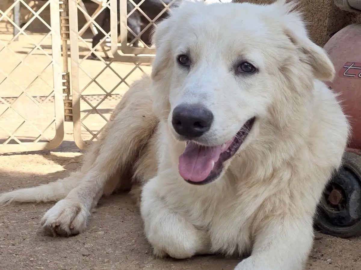 Adozione cane, maschio, Razza sconosciuta Razza sconosciuta, 6 mesi, taglia media, Roma