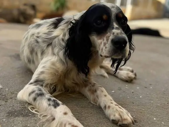 Adozione cane, femmina, Setter Inglese Razza sconosciuta, 2 anni e 9 mesi, taglia media, Matera