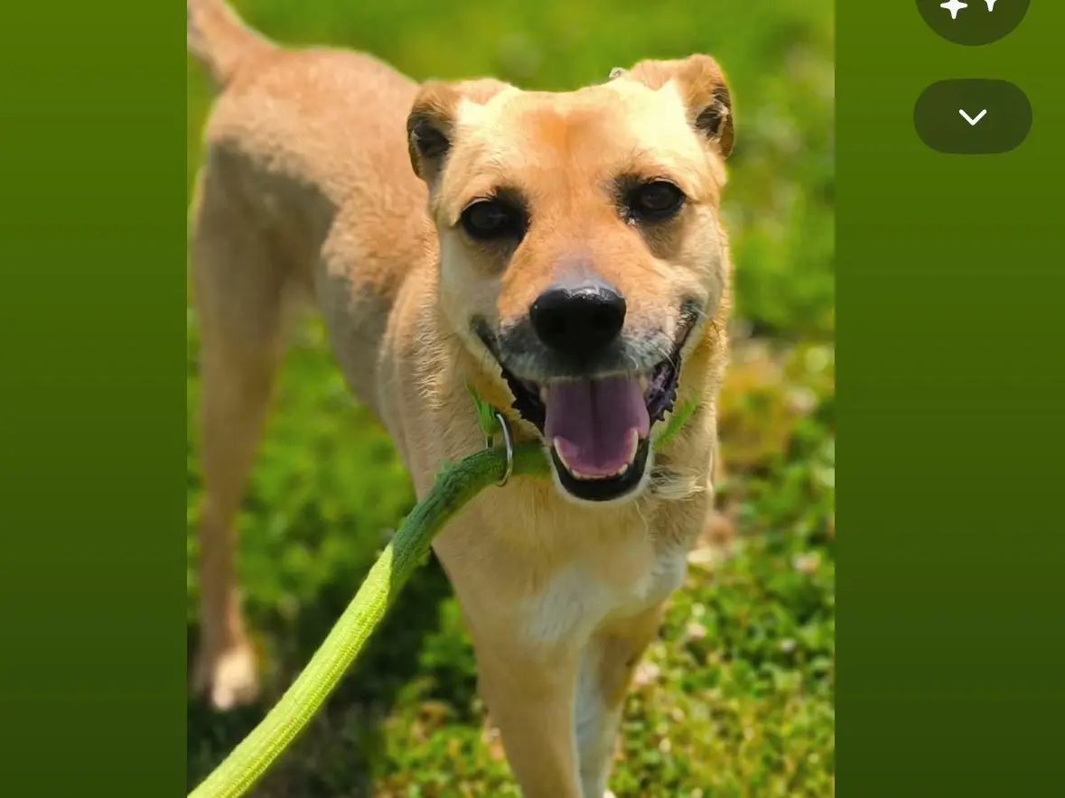 Adozione cane, maschio, Razza sconosciuta Razza sconosciuta, 5 anni e 6 mesi, taglia media contenuta, Cosenza