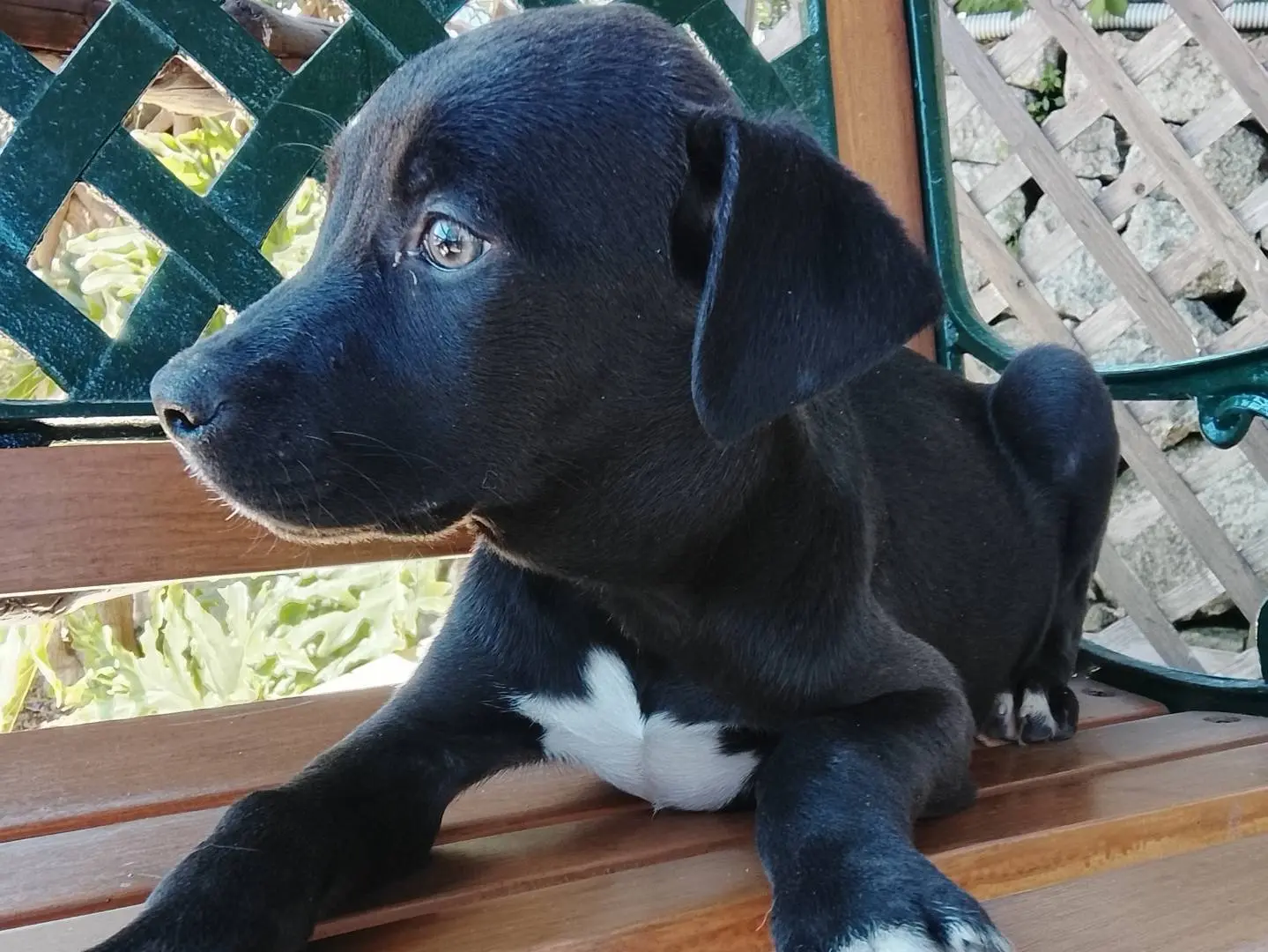 Adozione cane, maschio, Razza sconosciuta Razza sconosciuta, 8 mesi, taglia media, Siracusa