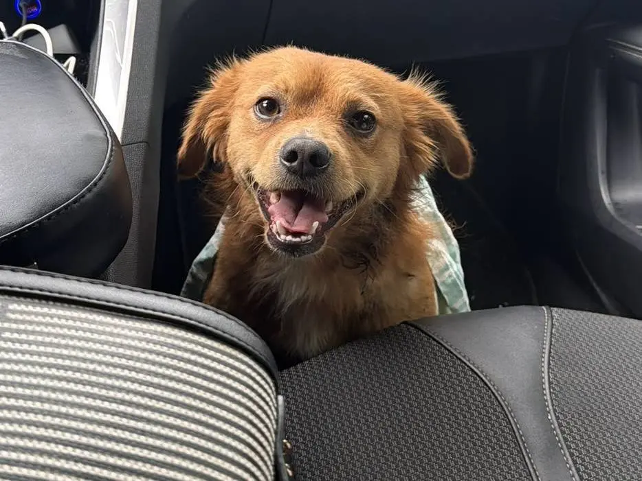 Adozione cane, maschio, Razza sconosciuta Razza sconosciuta, 1 anno, taglia piccola, Caserta