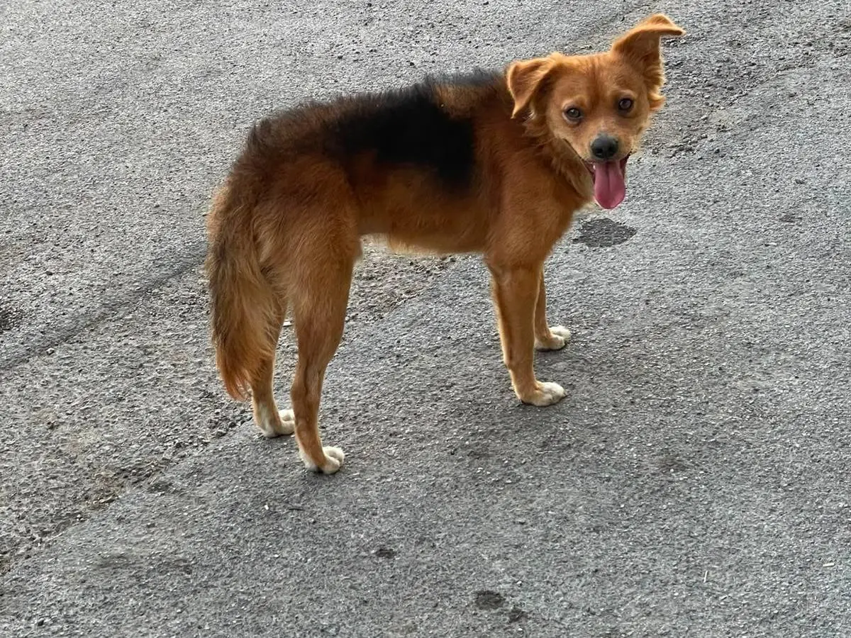 Vuoi adottare un cane a Caserta?