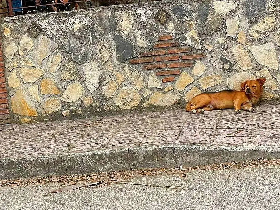 Adotta un cane, taglia piccola, maschio, Caserta