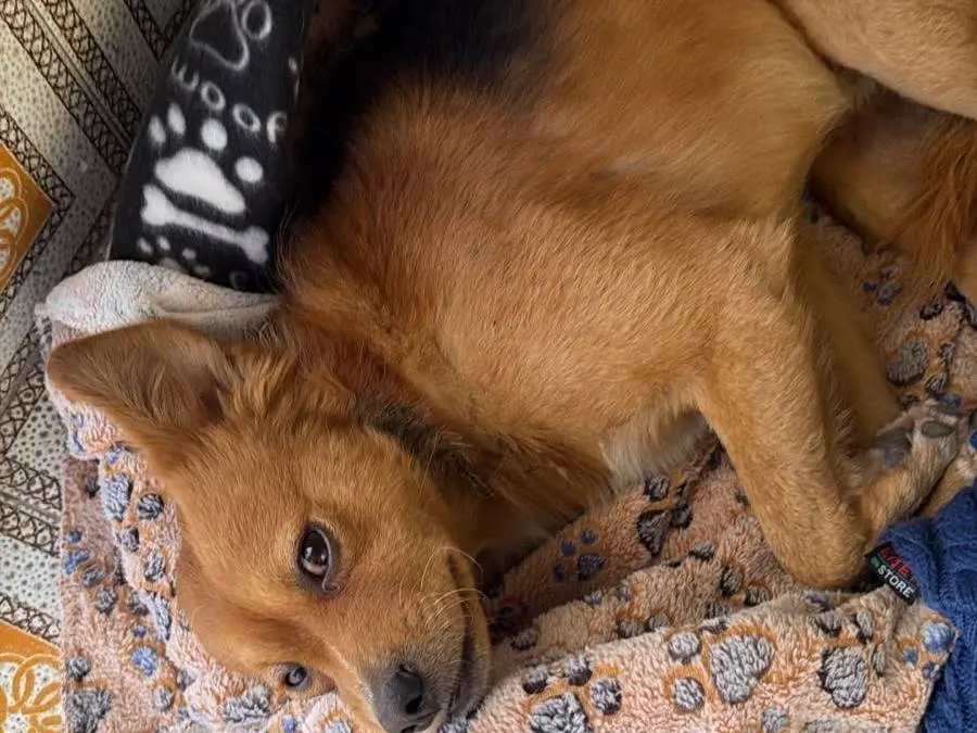 Adotta un cane, maschio, 1 anno, Caserta