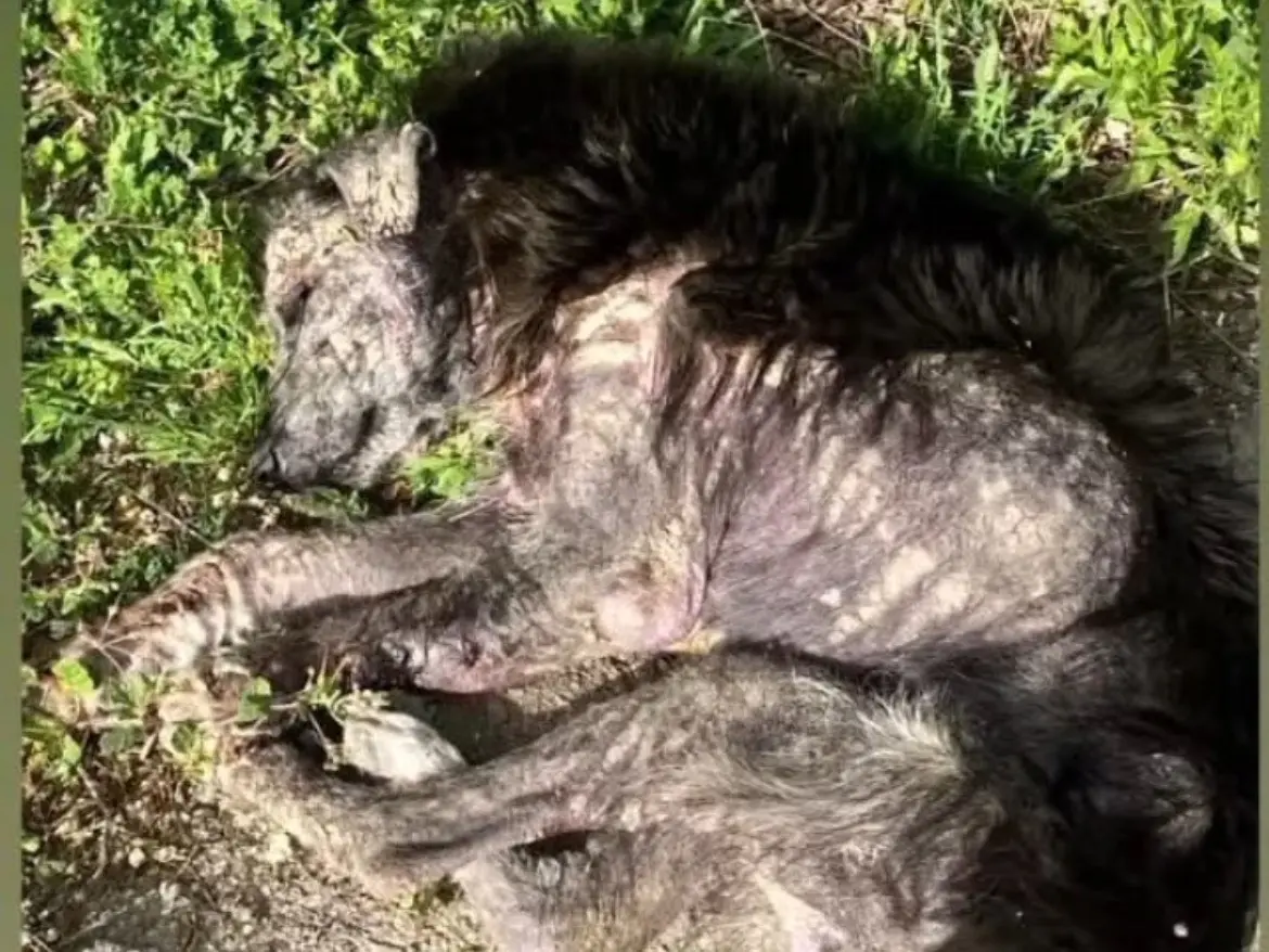 Foto 3 dell'animale