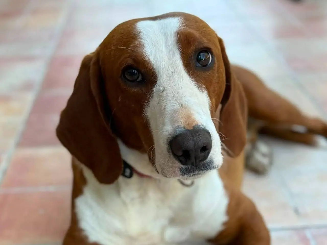 Adozione cane, maschio, Razza sconosciuta Razza sconosciuta, 5 anni e 2 mesi, taglia media, Firenze