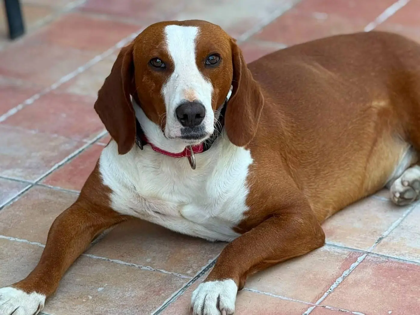 Adotta un cane, maschio, 5 anni e 2 mesi, Firenze