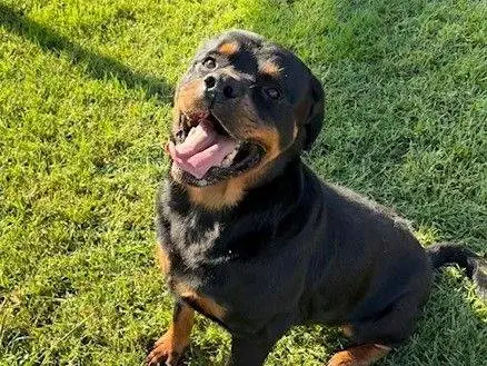 Adotta un cane, maschio, 7 anni e 5 mesi, Latina