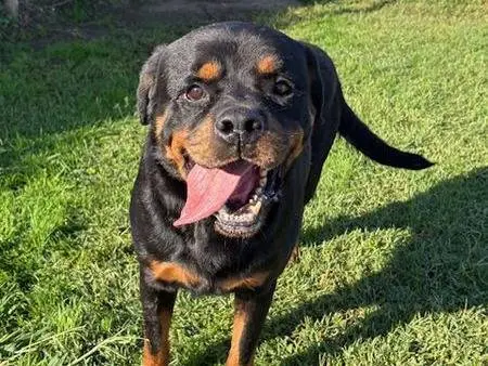 Adozione cane, maschio, Rottweiler Razza sconosciuta, 7 anni e 5 mesi, taglia grande, Latina