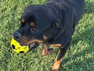 Vuoi adottare un cane a Latina?