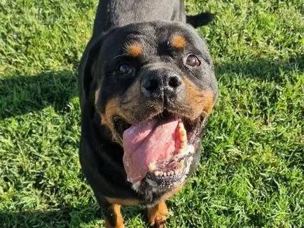 Adotta un cane, taglia grande, maschio, Latina