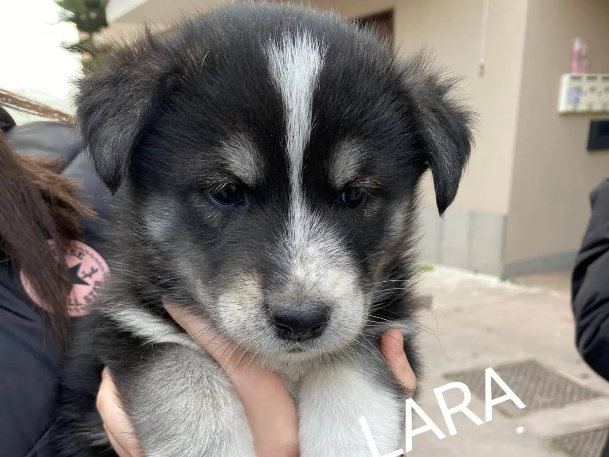 Adozione cane, femmina, Siberian Husky Razza sconosciuta, 10 mesi, taglia grande, Siracusa