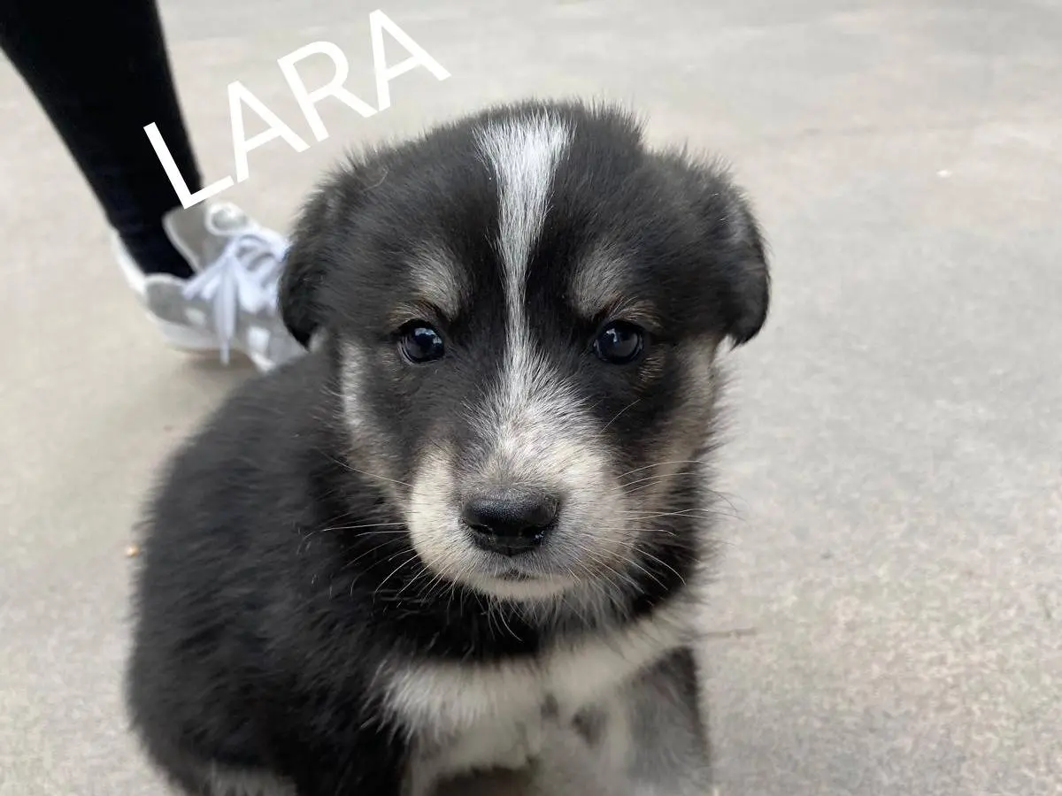 Adotta un cane, femmina, 10 mesi, Siracusa
