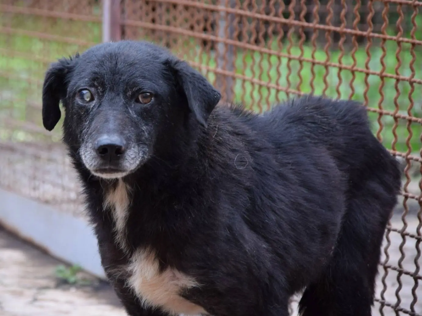 Adozione cane, maschio, Razza sconosciuta Razza sconosciuta, 9 anni e 9 mesi, taglia media, Chieti