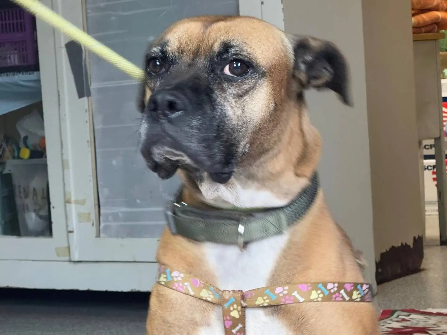 Adozione cane, femmina, Boxer Razza sconosciuta, 10 anni, taglia media, Roma